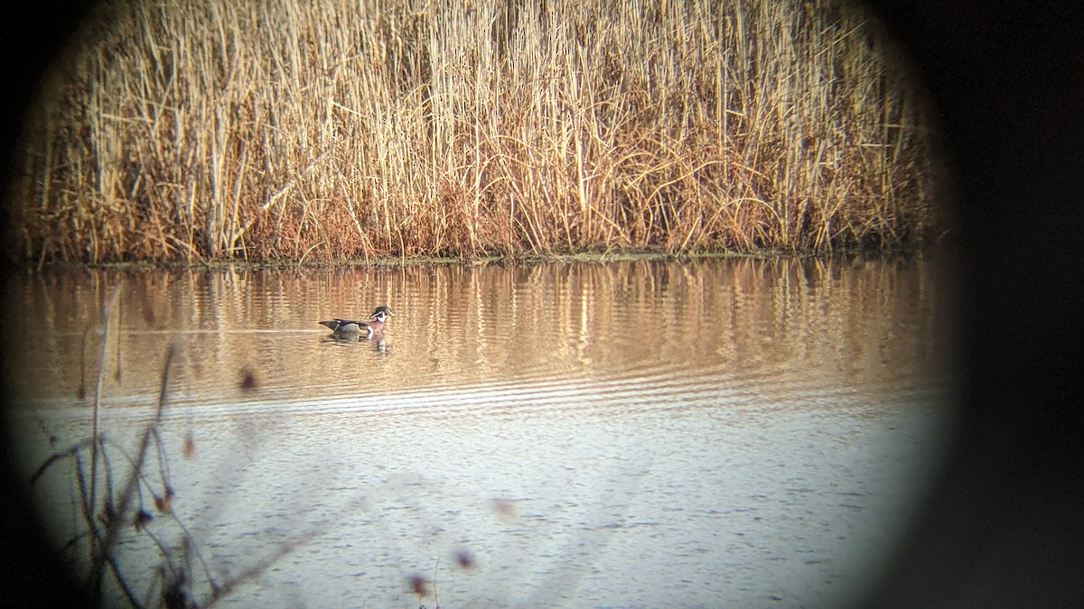 Wood Duck - ML612660339