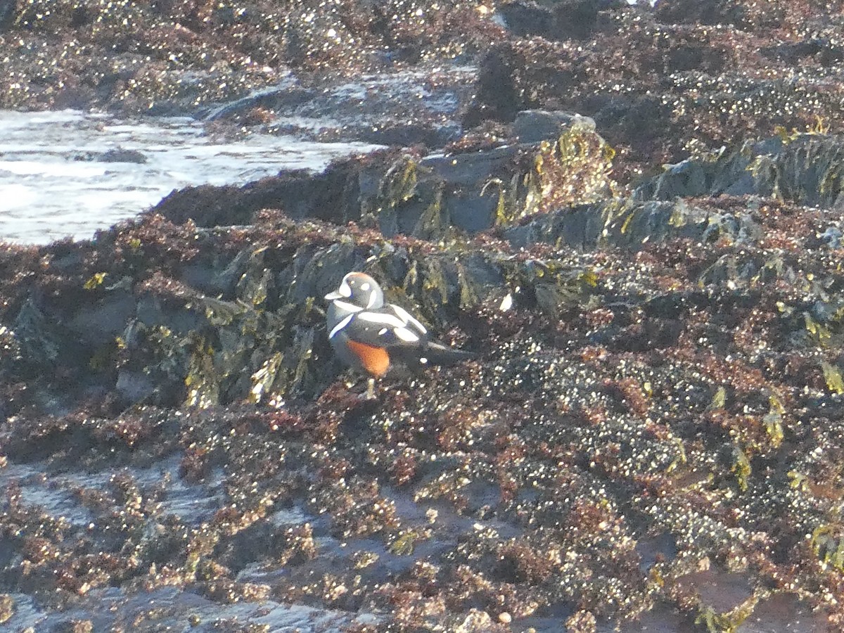 Harlequin Duck - ML612660345