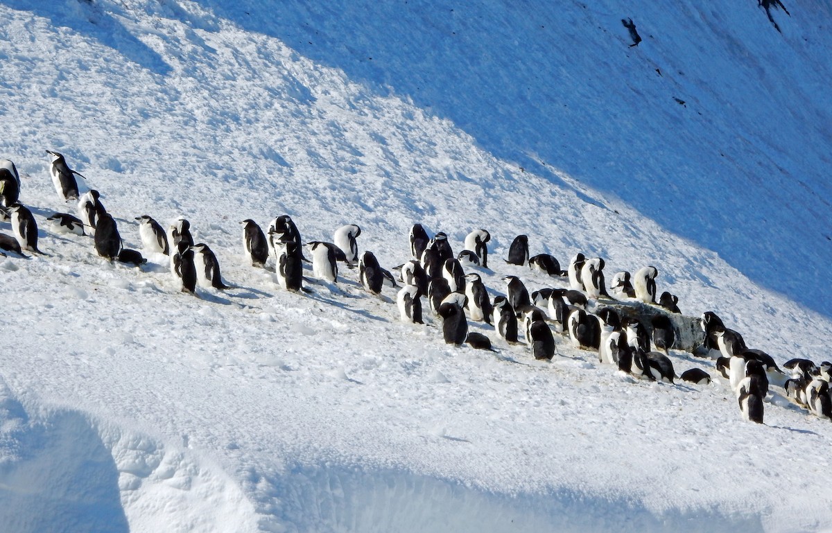 Chinstrap Penguin - ML612660346