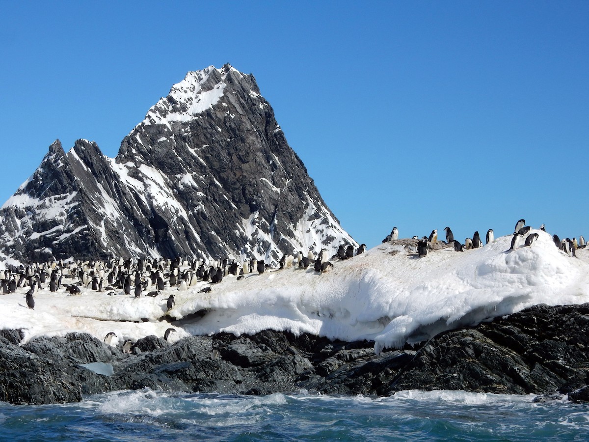 Chinstrap Penguin - ML612660347