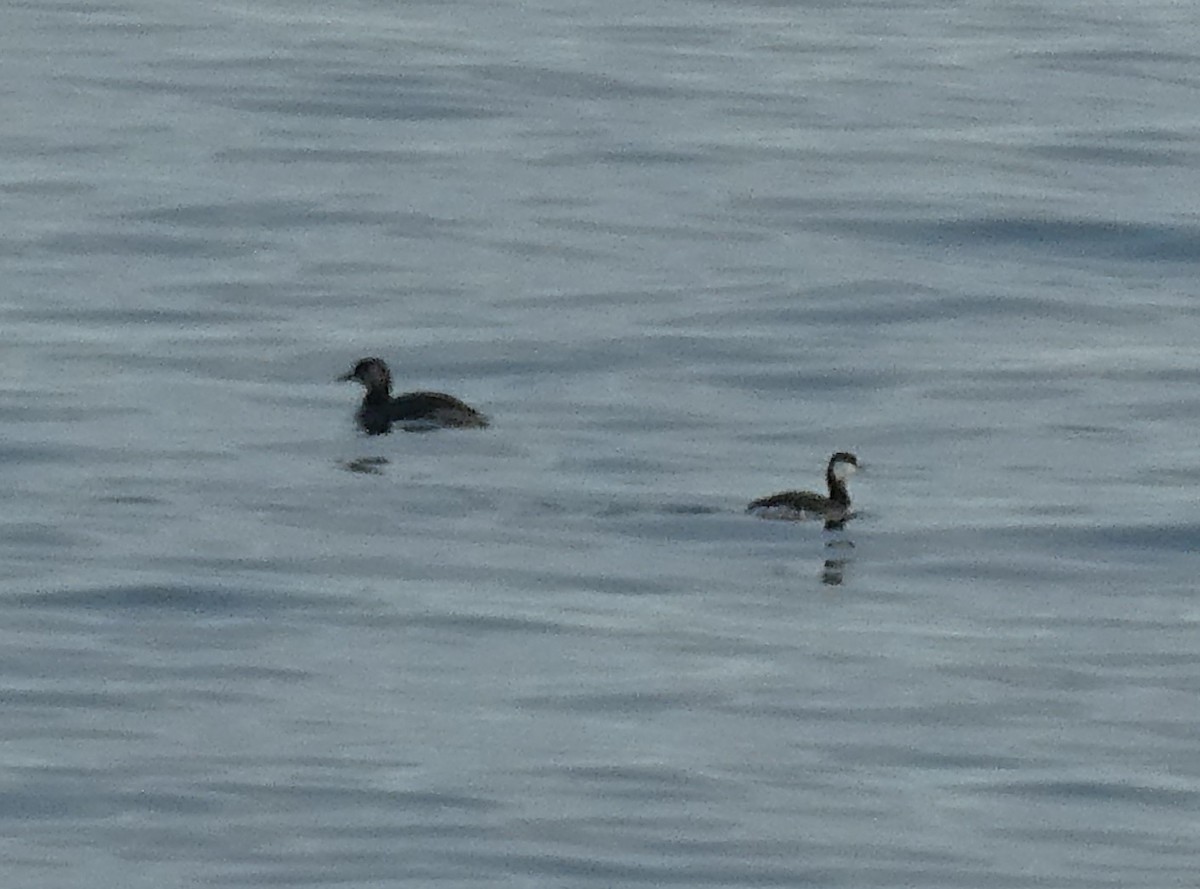 Horned Grebe - ML612660552