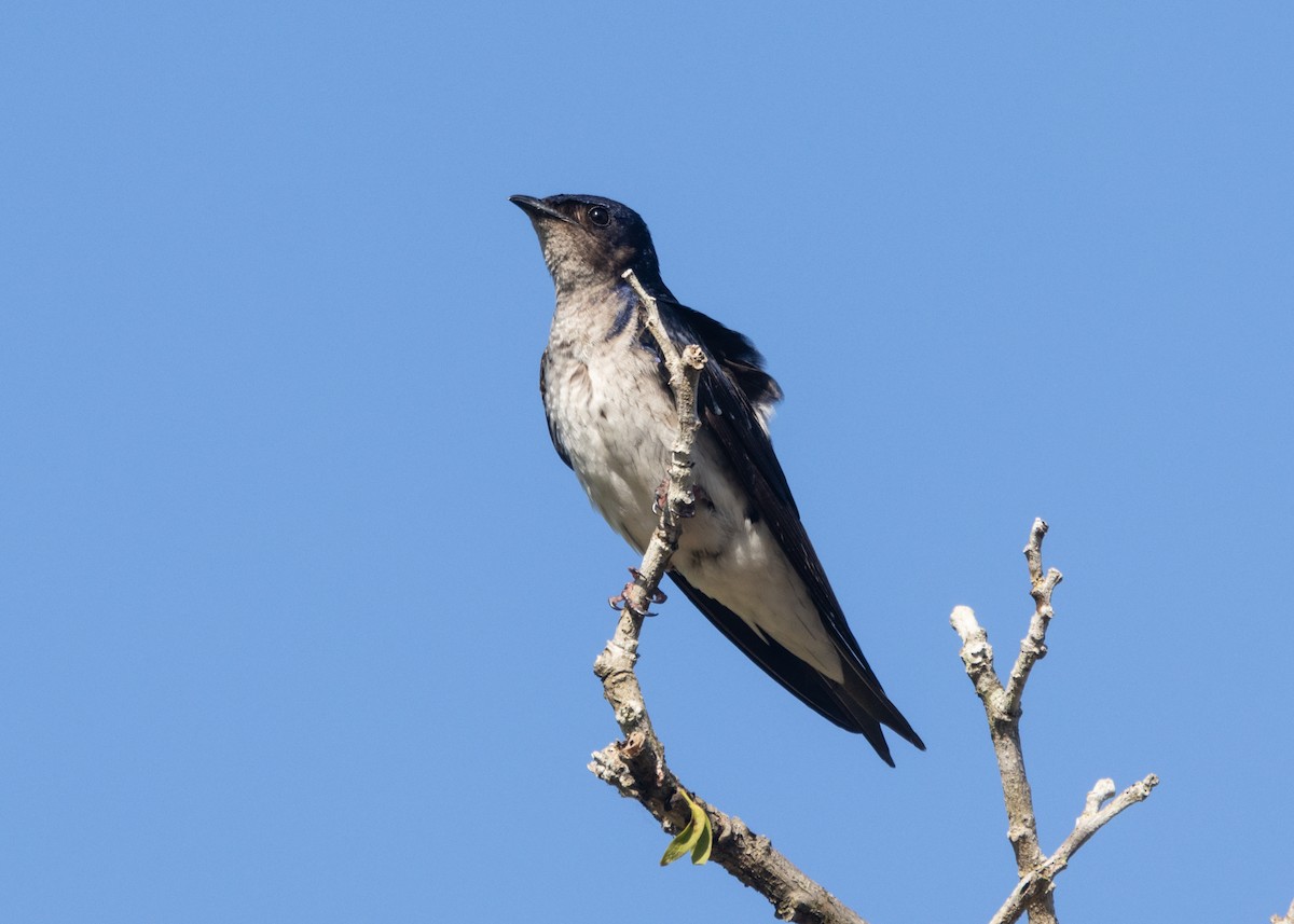 Gray-breasted Martin - Silvia Faustino Linhares