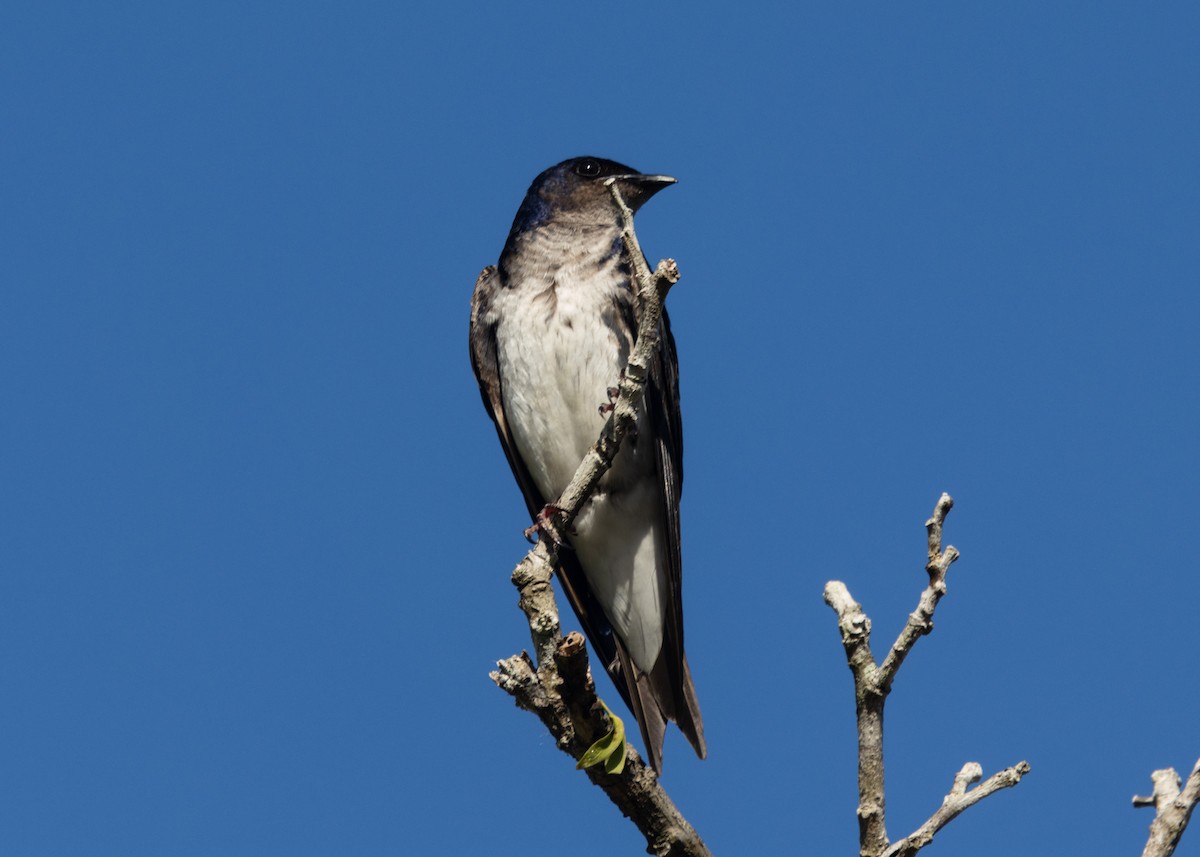 Gray-breasted Martin - Silvia Faustino Linhares