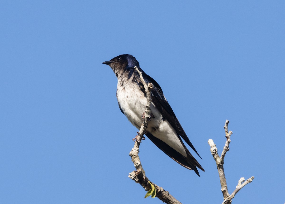 Gray-breasted Martin - Silvia Faustino Linhares