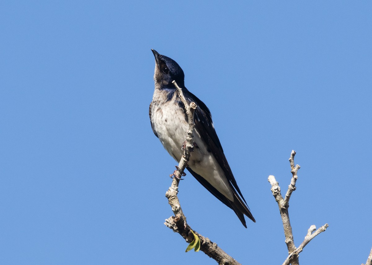 Hirondelle chalybée - ML612660572