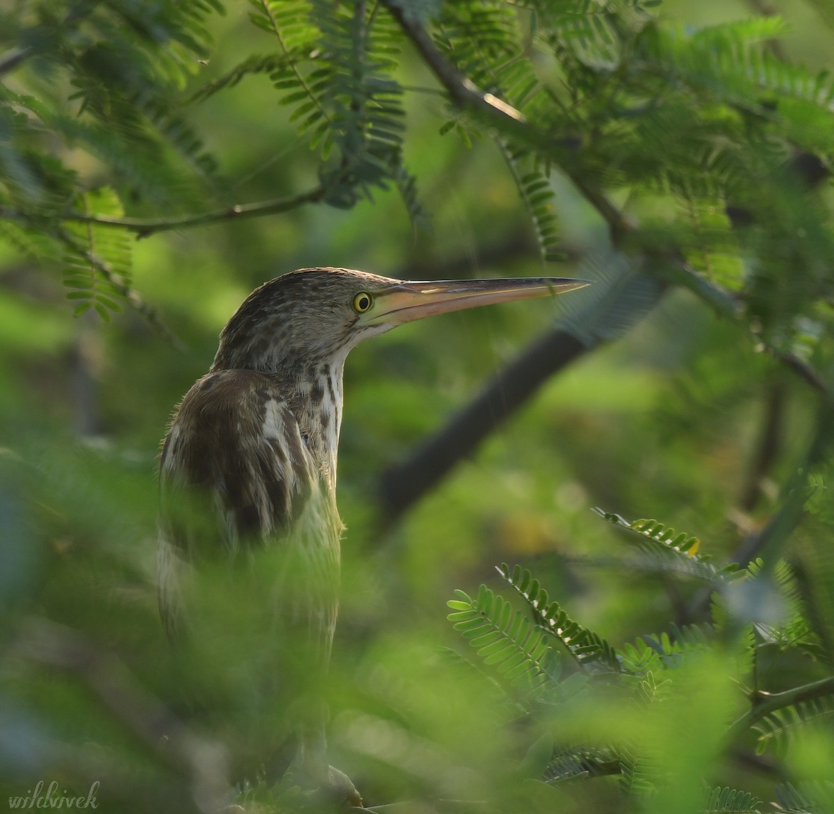 Yellow Bittern - ML612660757