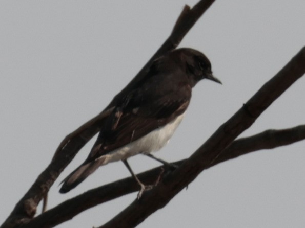 Variable Wheatear - harish chopra