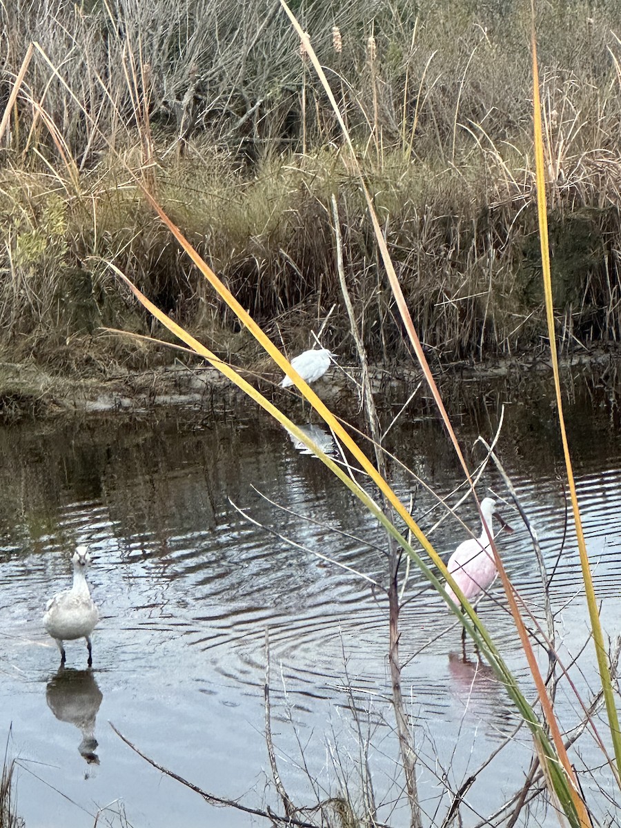 Roseate Spoonbill - ML612660781