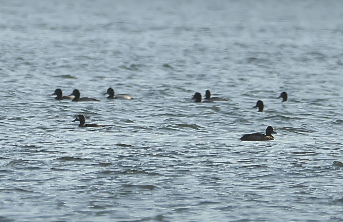 Greater Scaup - ML612660819
