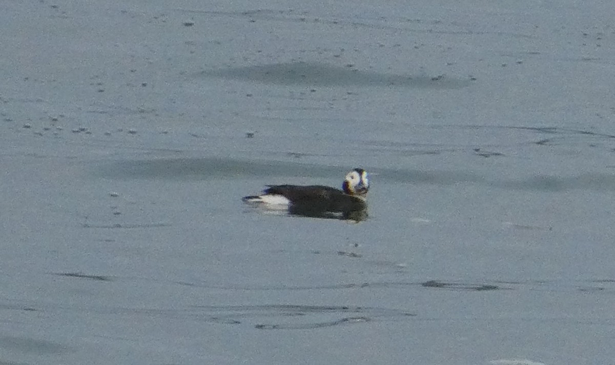 Long-tailed Duck - ML612660820