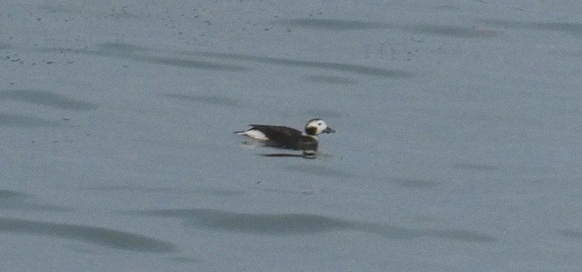 Long-tailed Duck - Sam Wainright