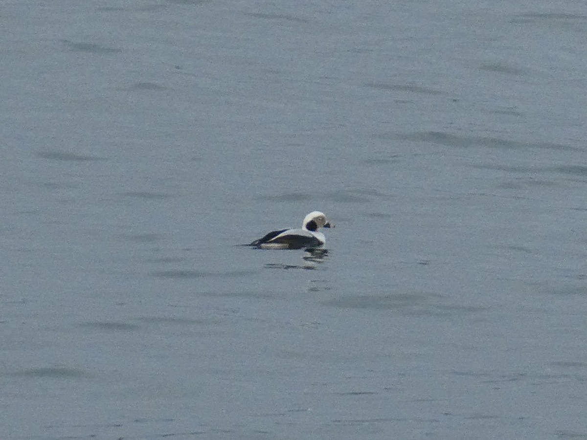 Long-tailed Duck - ML612660822