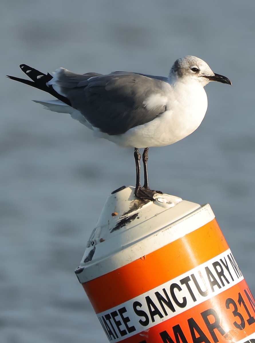 Laughing Gull - Gareth Hughes