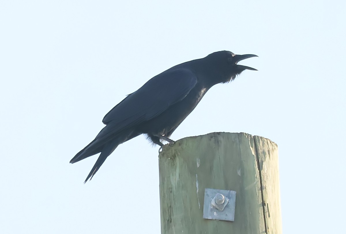 Fish Crow - ML612660837