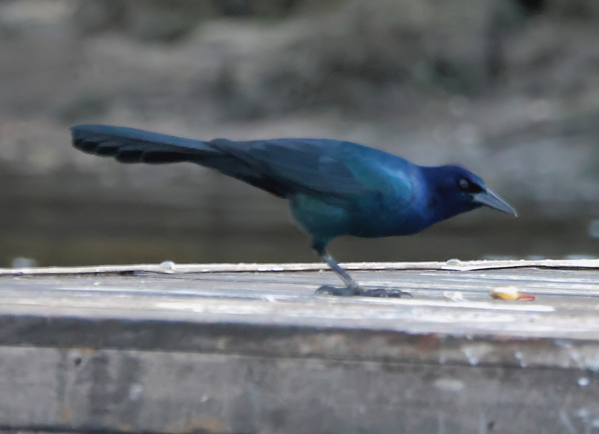 Boat-tailed Grackle - Gareth Hughes