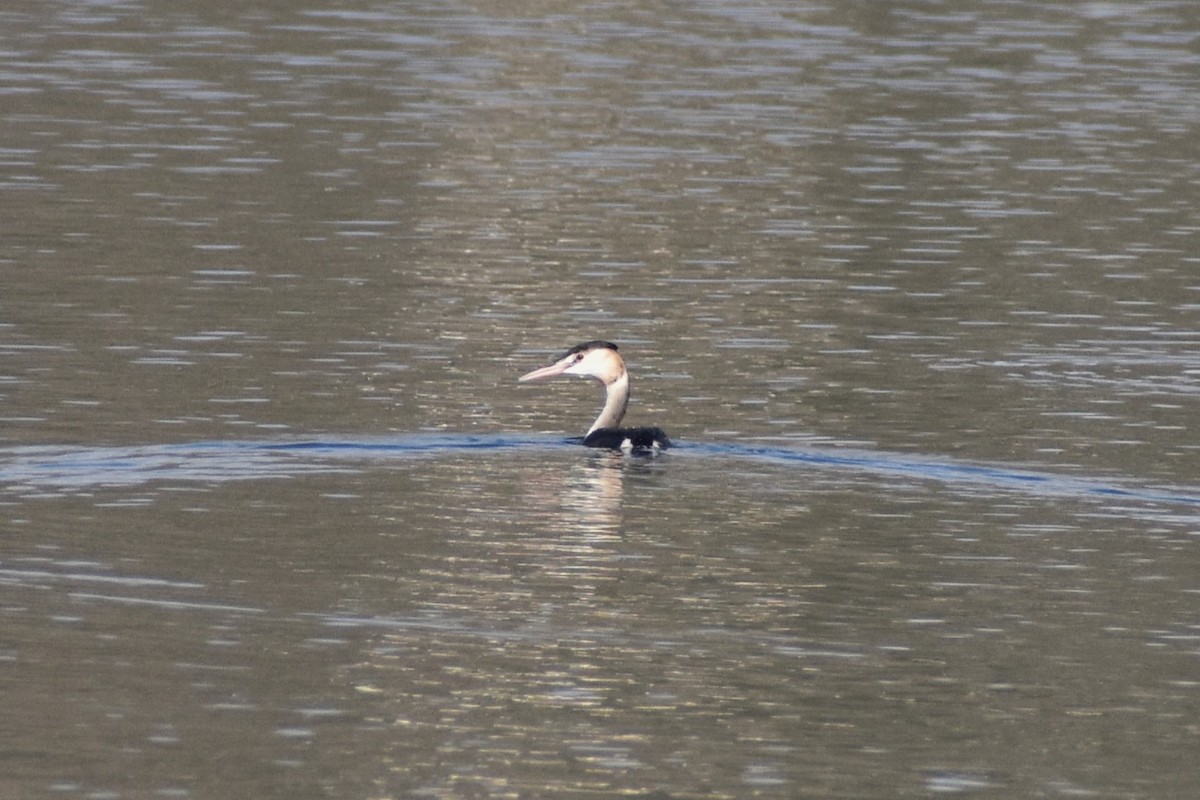 Great Crested Grebe - ML612660841