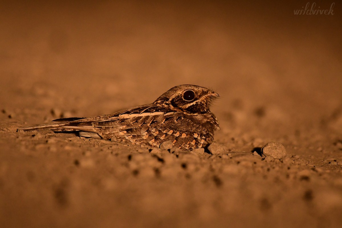 Indian Nightjar - ML612660862