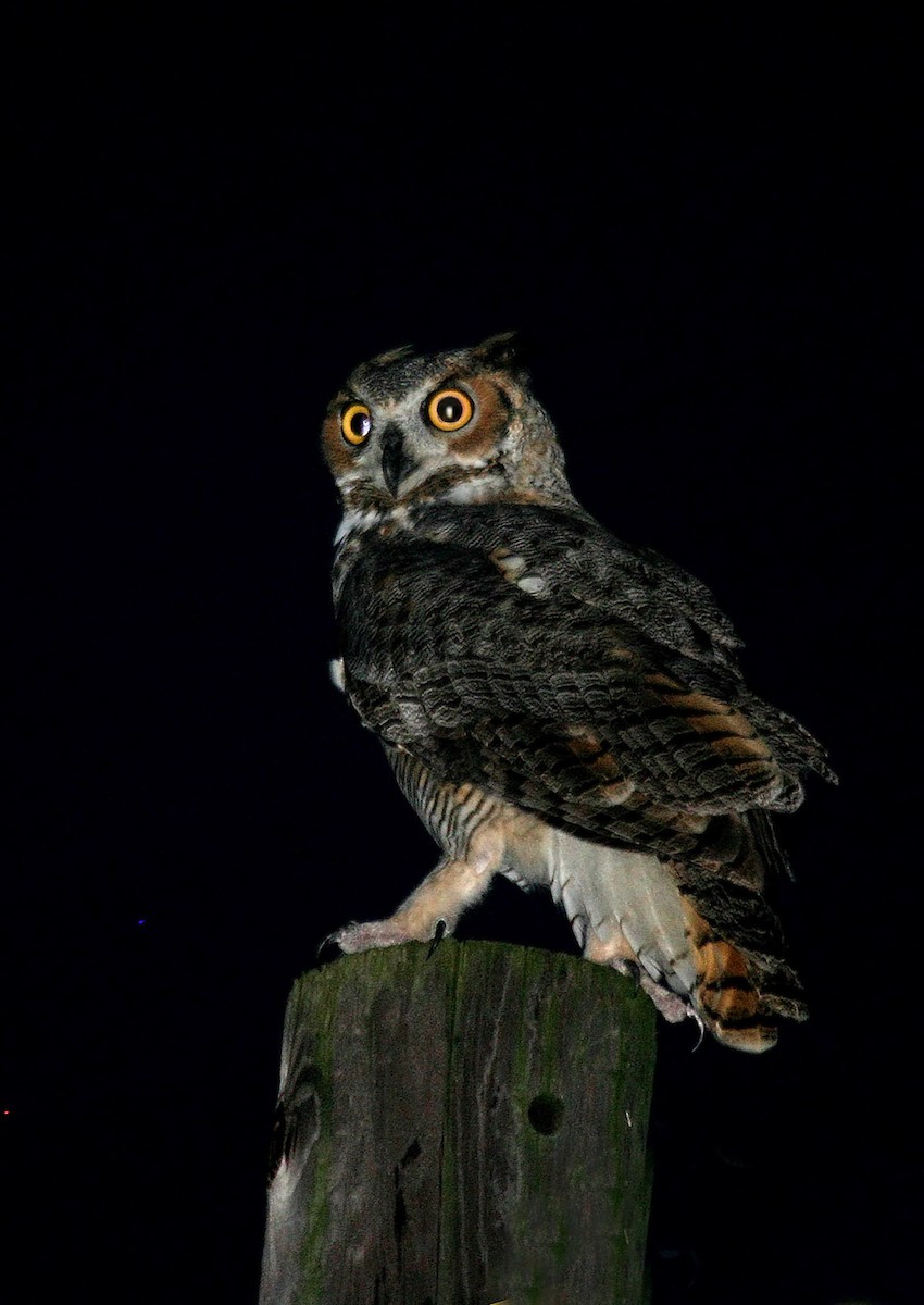 Great Horned Owl - Miguel Rouco