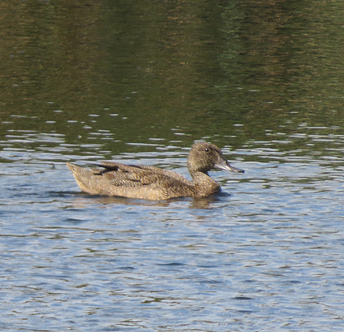 Freckled Duck - ML612660893