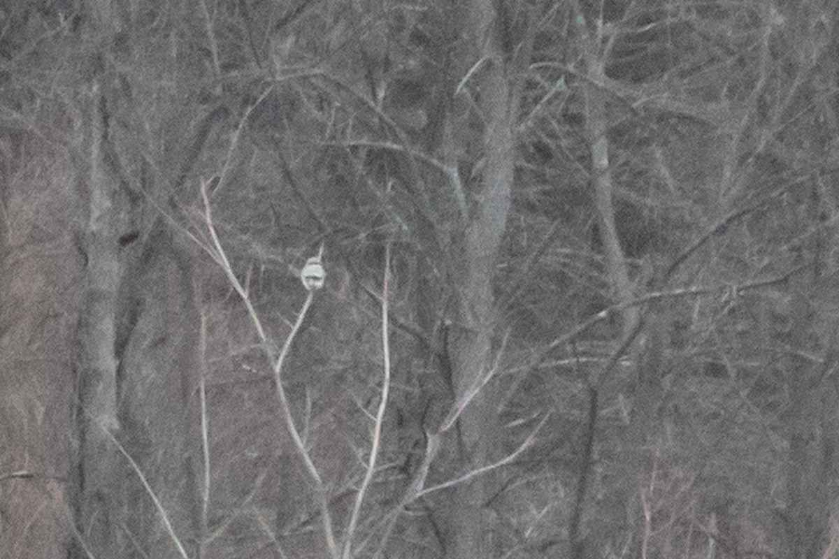 Northern Shrike - ML612660905