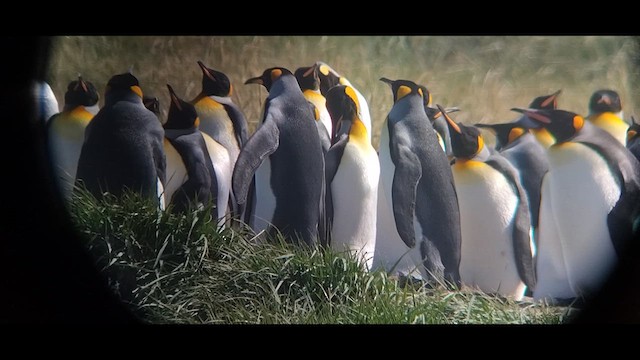 King Penguin - ML612660916