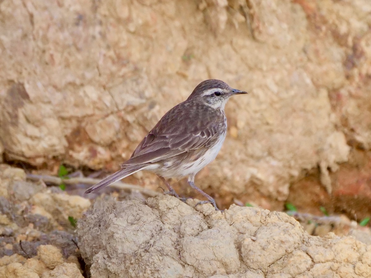 eBird Checklist - 13 Nov 2023 - Takatu Road - 1 species