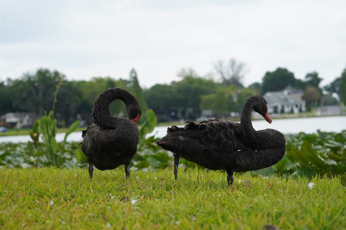 Black Swan - ML612660993