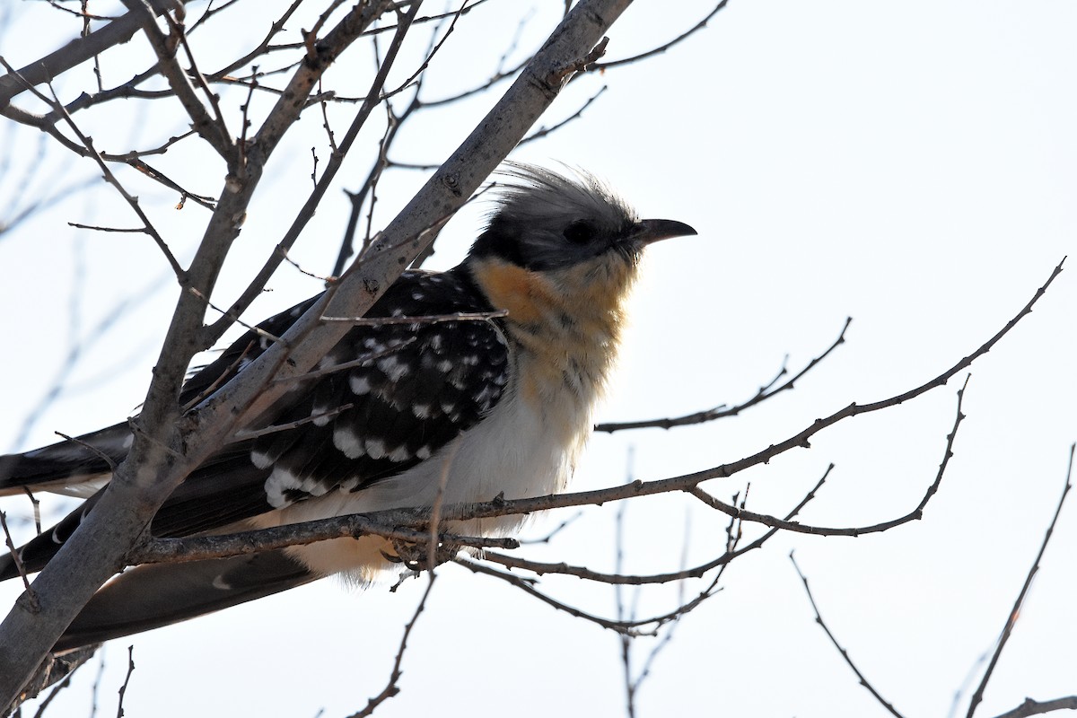 Great Spotted Cuckoo - José A Cortés Guerrero