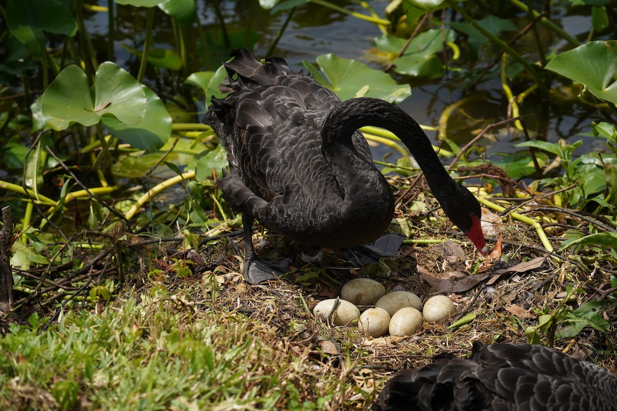 Black Swan - ML612661007