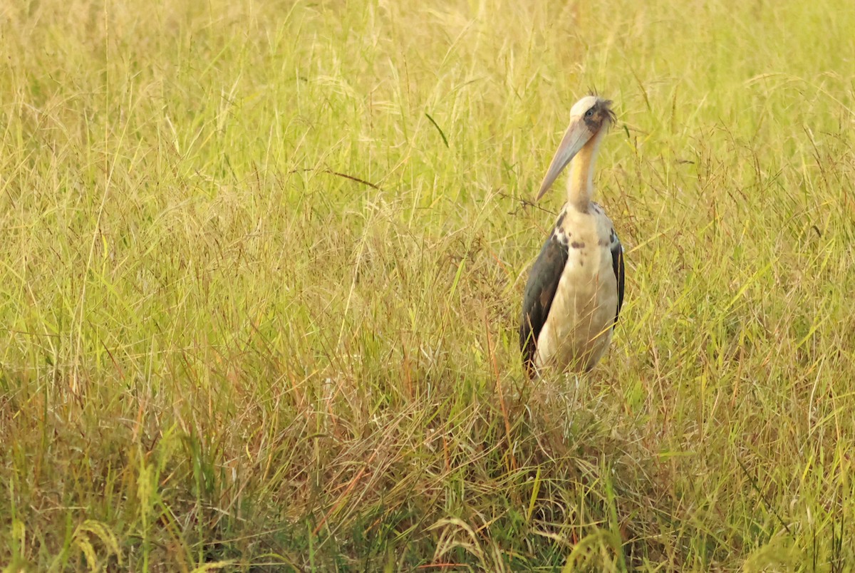 Lesser Adjutant - ML612661040