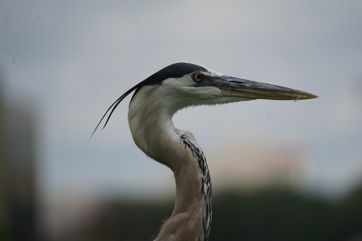 Great Blue Heron - ML612661043