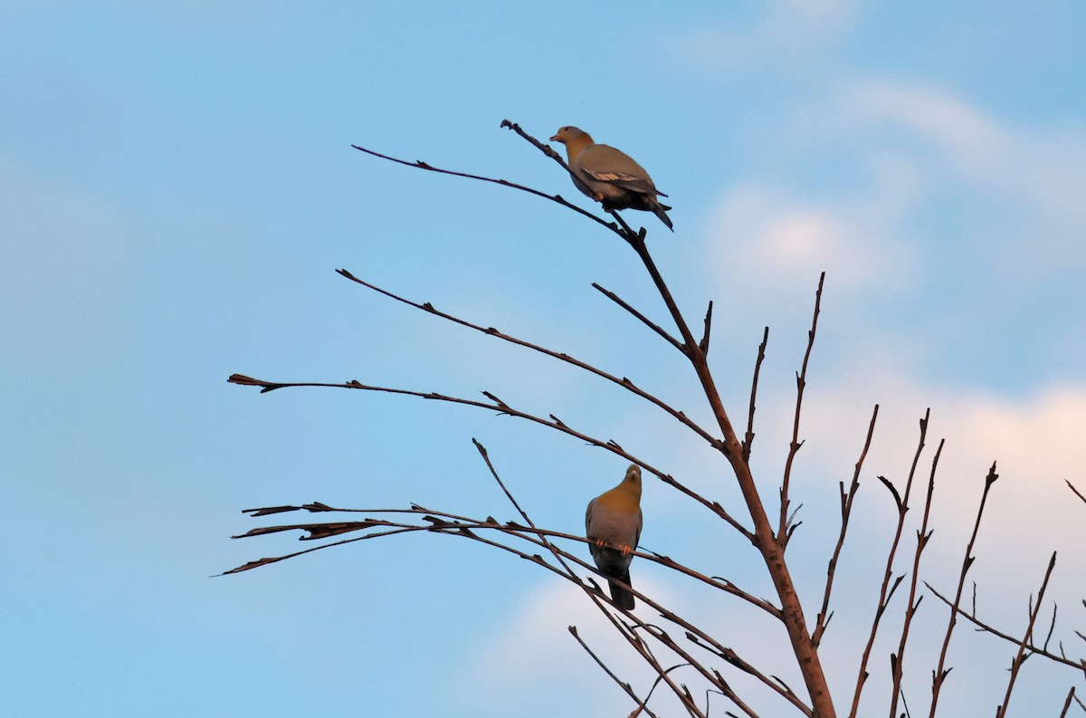 Yellow-footed Green-Pigeon - ML612661044