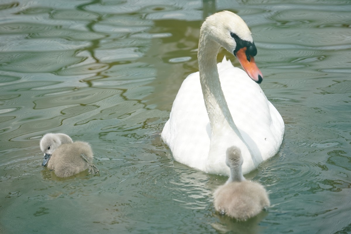 Mute Swan - ML612661057