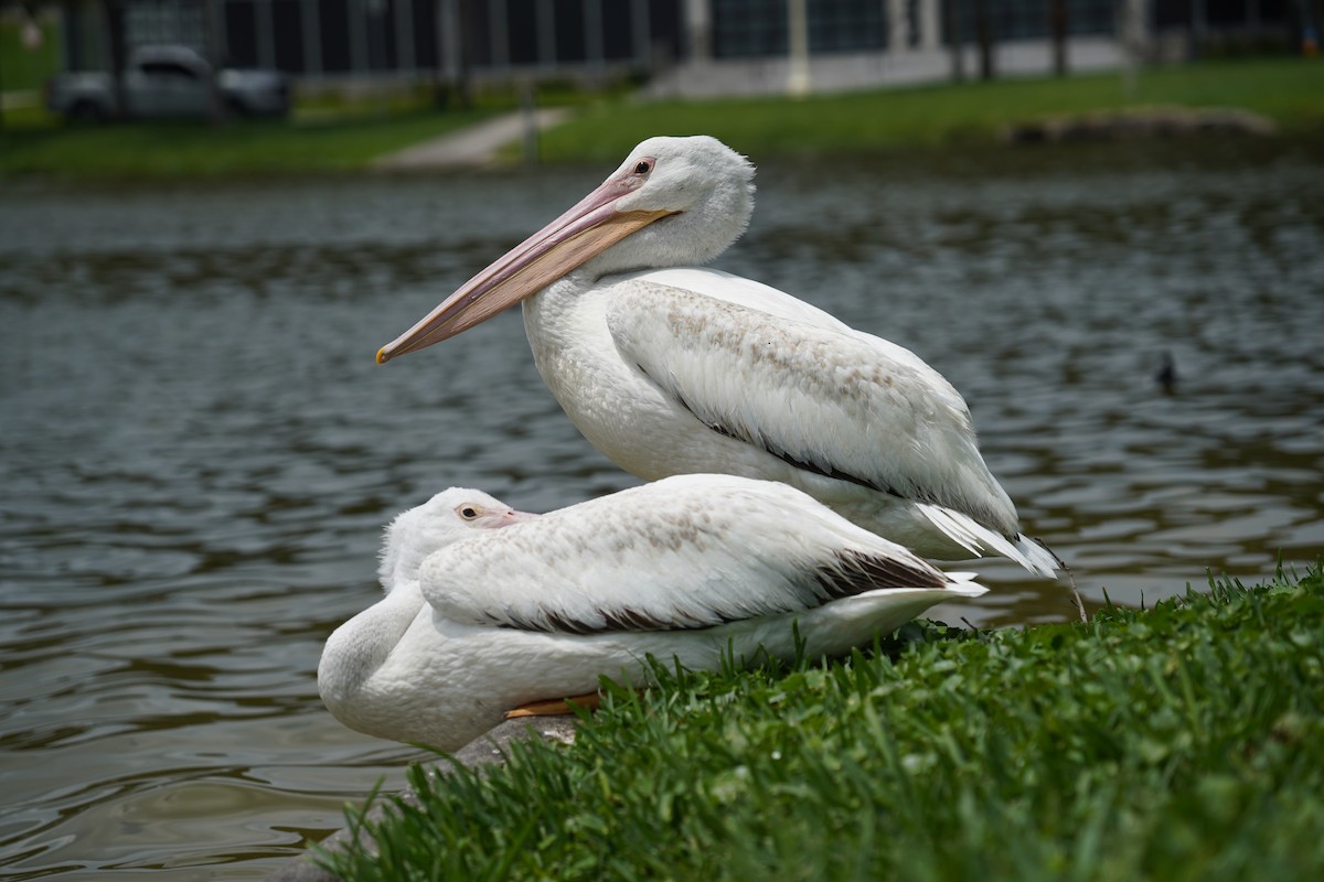 American White Pelican - Tim Horvath