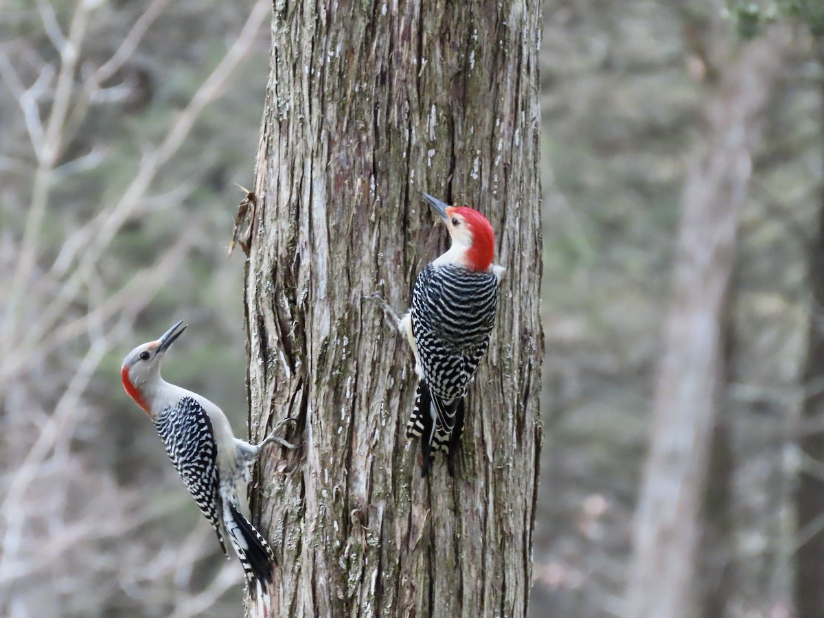Red-bellied Woodpecker - ML612661125