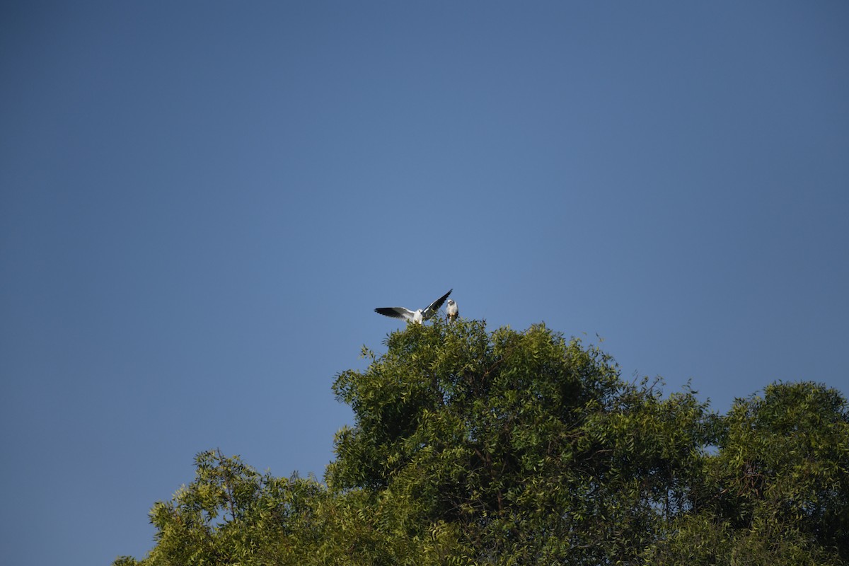 Black-winged Kite - ML612661129