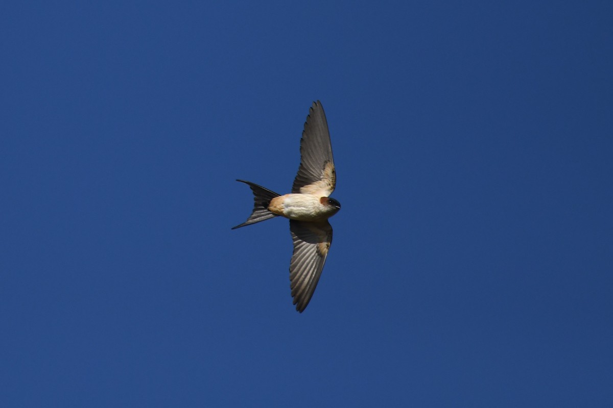 Eastern Red-rumped Swallow (Daurian) - ML612661151
