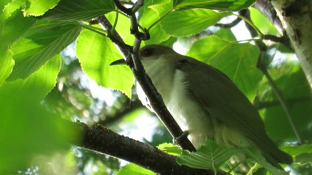 Black-billed Cuckoo - ML612661178