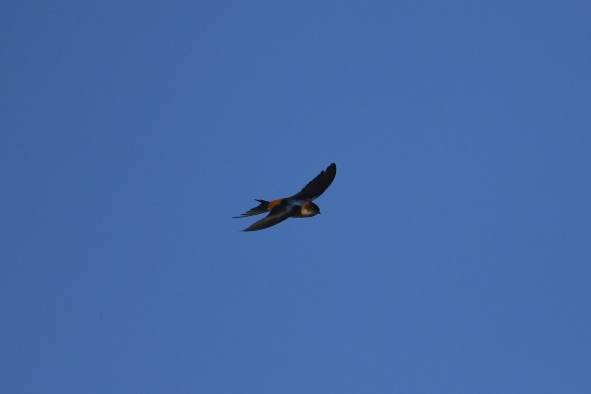 Eastern Red-rumped Swallow (Daurian) - ML612661189