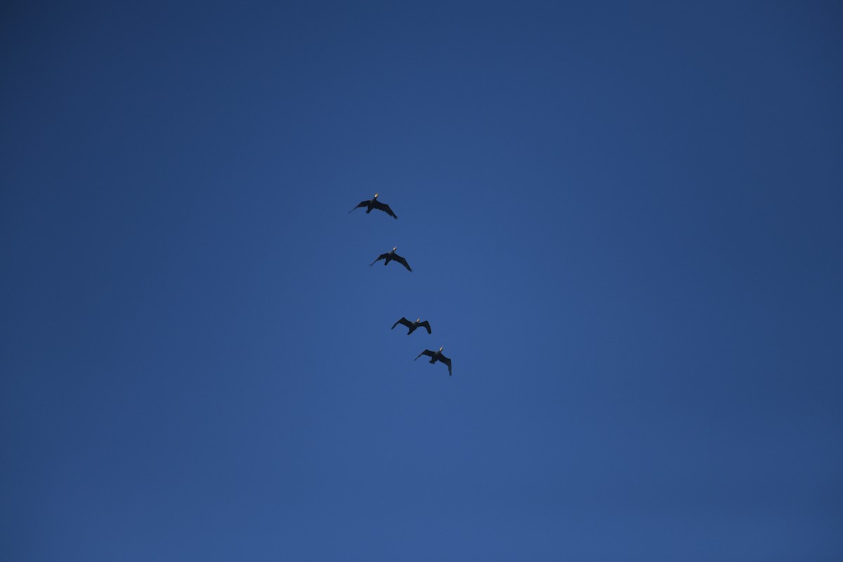 Great Cormorant - ML612661202