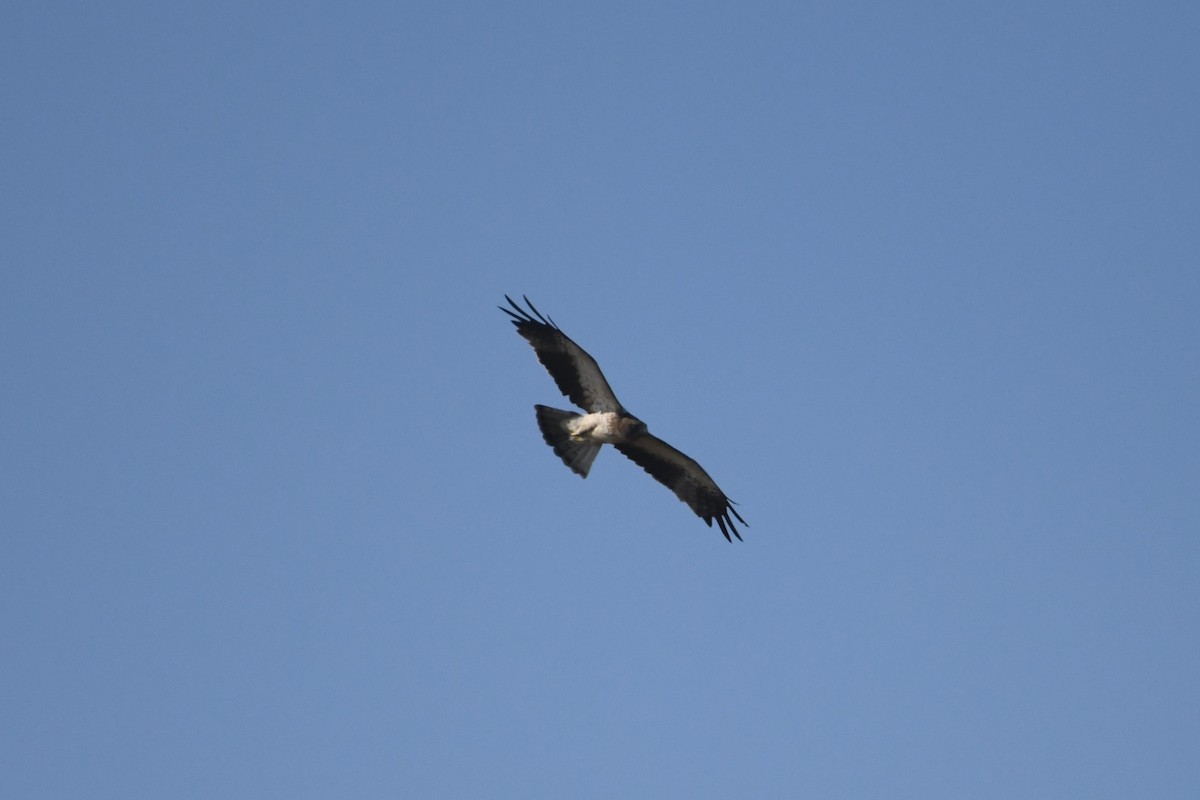 Booted Eagle - ML612661272