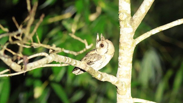 Collared Scops-Owl - ML612661281