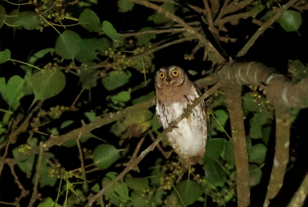 Oriental Scops-Owl - PANKAJ GUPTA