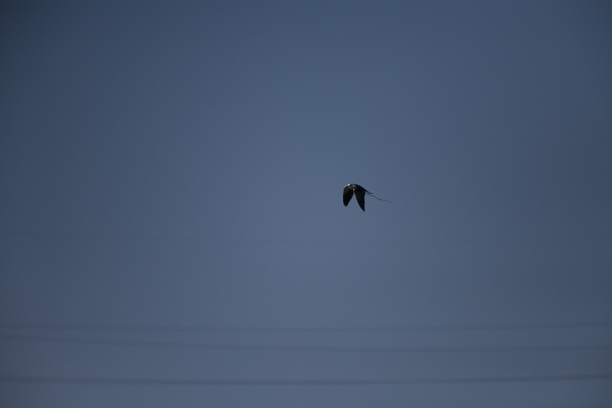 Black-winged Kite - ML612661294