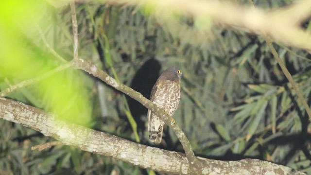 Brown Boobook - ML612661301