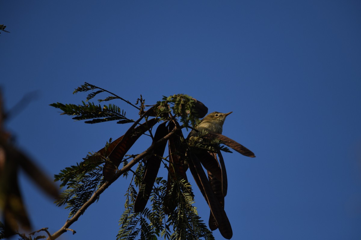 Blyth's Reed Warbler - ML612661327