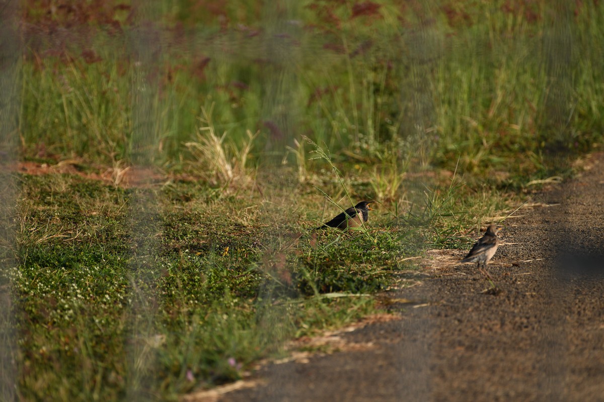 Rosy Starling - ML612661348