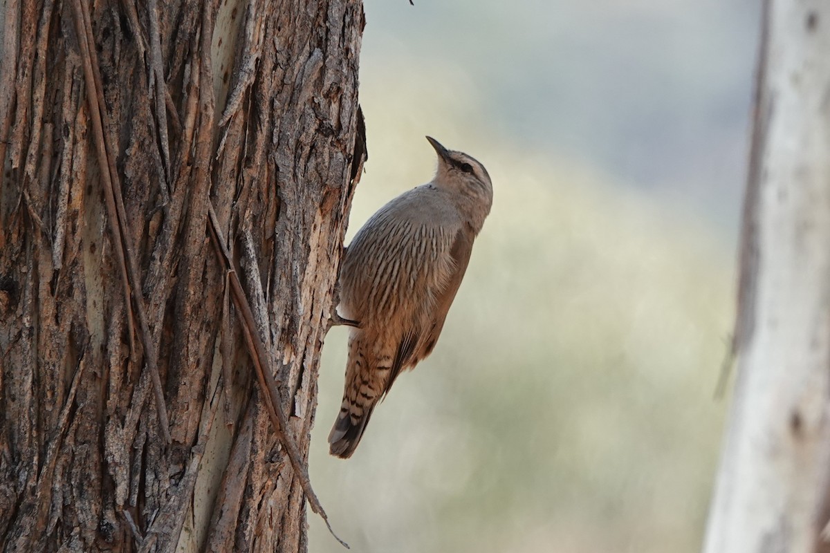 Brown Treecreeper - ML612661363