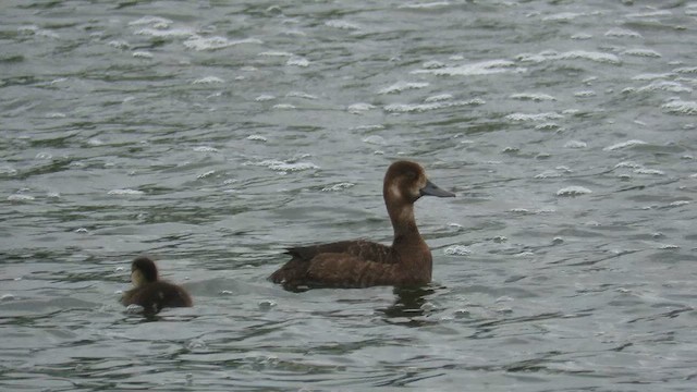 Lesser Scaup - ML612661365