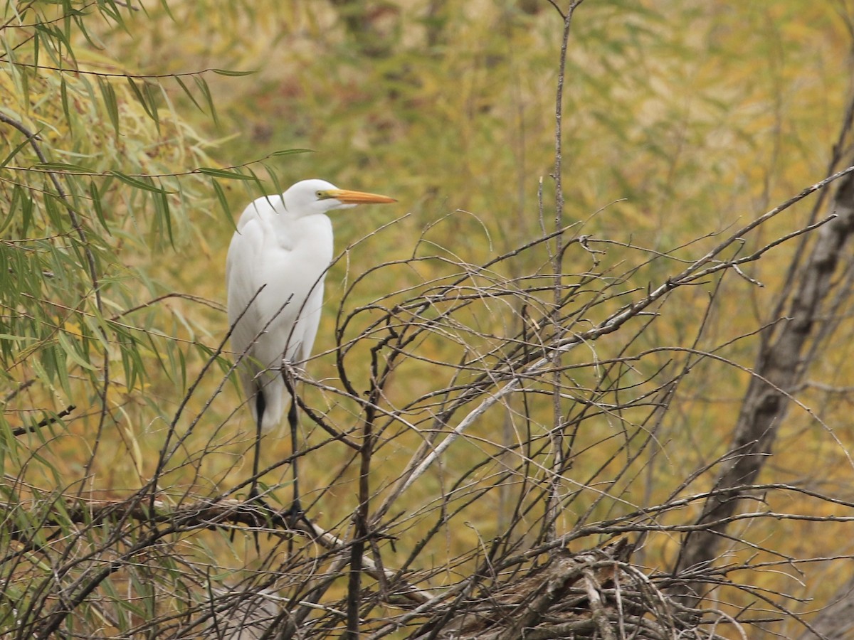 Great Egret - ML612661368